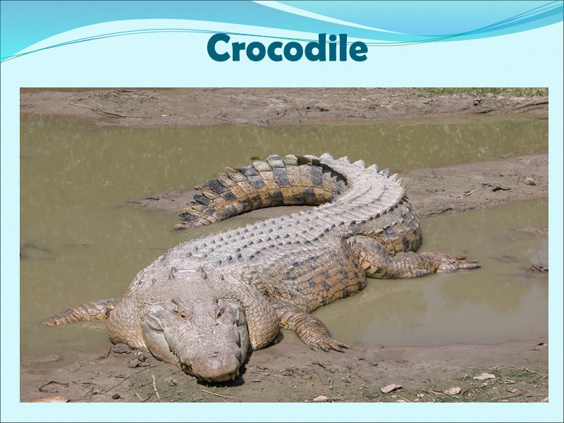 Crocodile